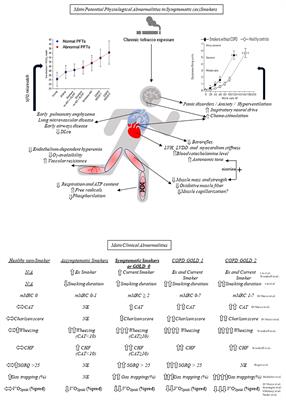 Cardiopulmonary and Muscular Interactions: Potential Implications for Exercise (In)tolerance in Symptomatic Smokers Without Chronic Obstructive Pulmonary Disease